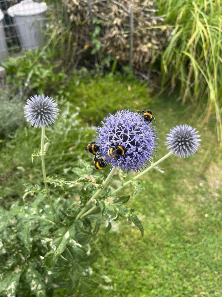 Mehrere Hummeln sammeln Nahrung an einer blühenden Kugeldistel im Garten.