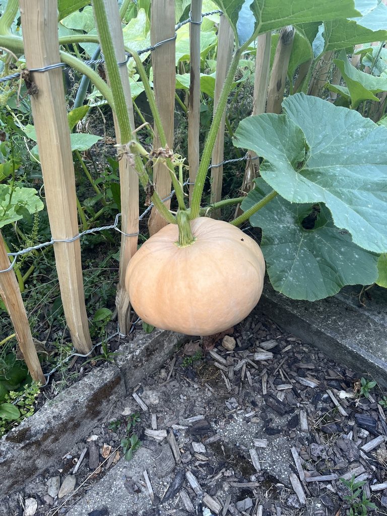 Reifer Kürbis aus der Milpa-Mischkultur im Kleingarten