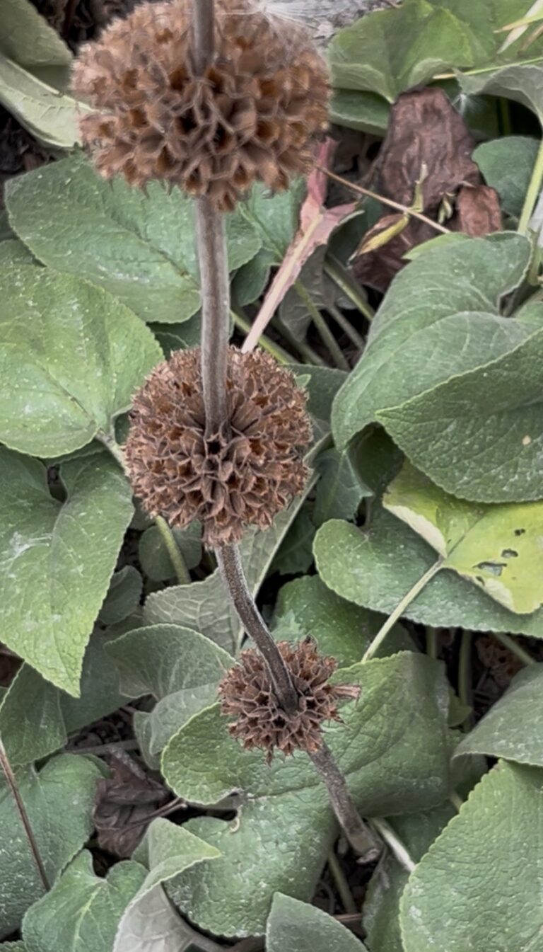 Warum ich im Garten nicht mehr alles abschneide, was verblüht ist
