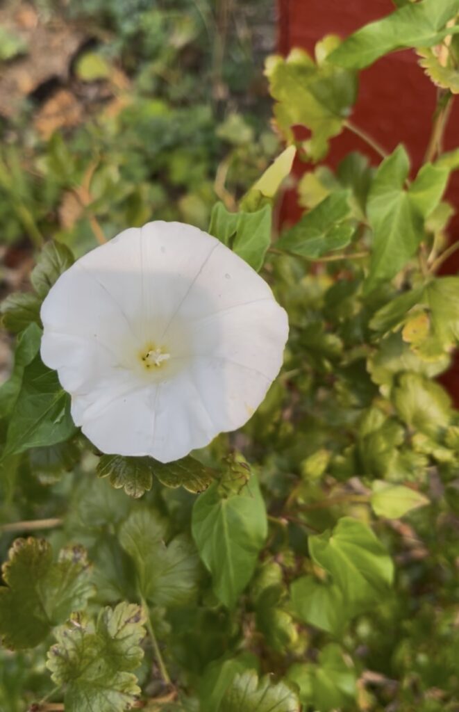 Ackerwinde mit trichterförmiger Blüte im Garten