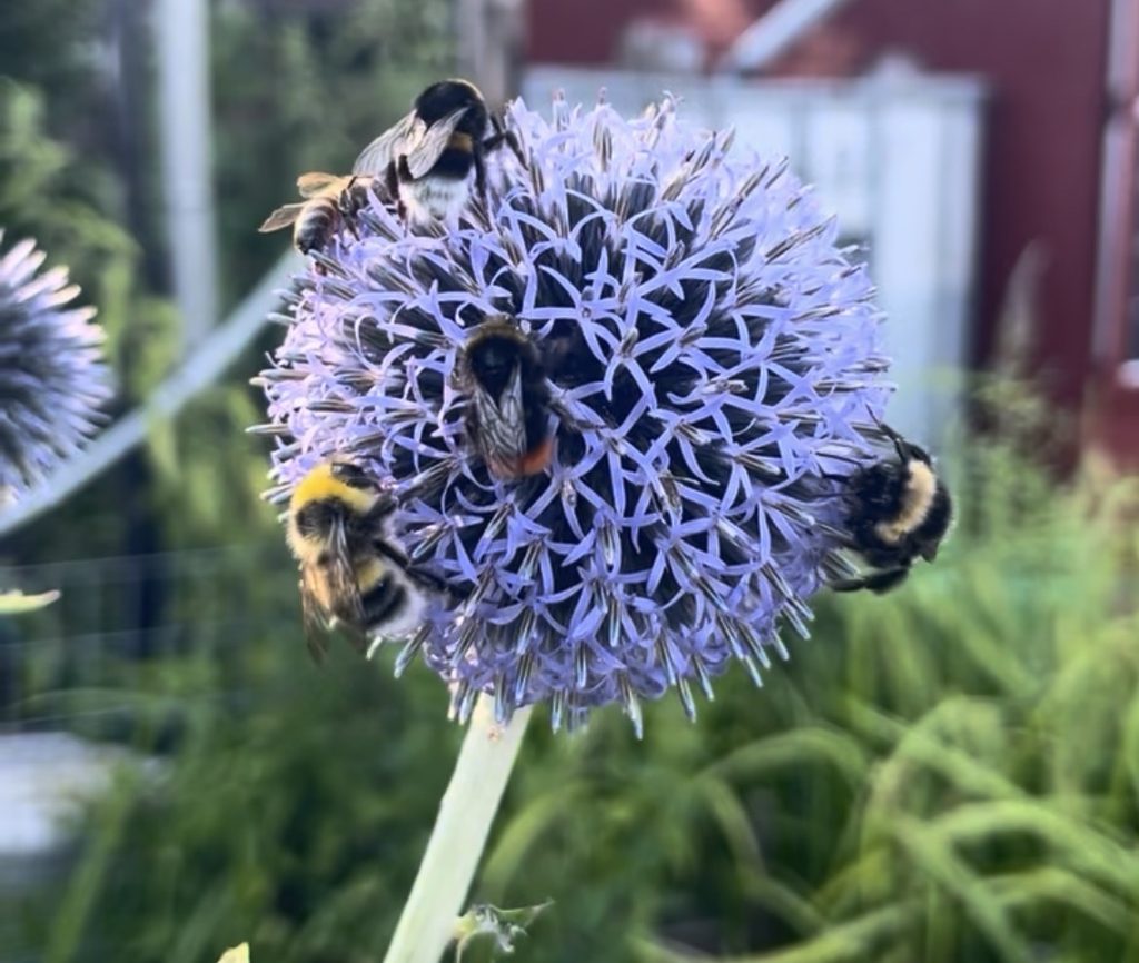 Mehrere Hummeln auf der Blüte einer Kugeldistel.