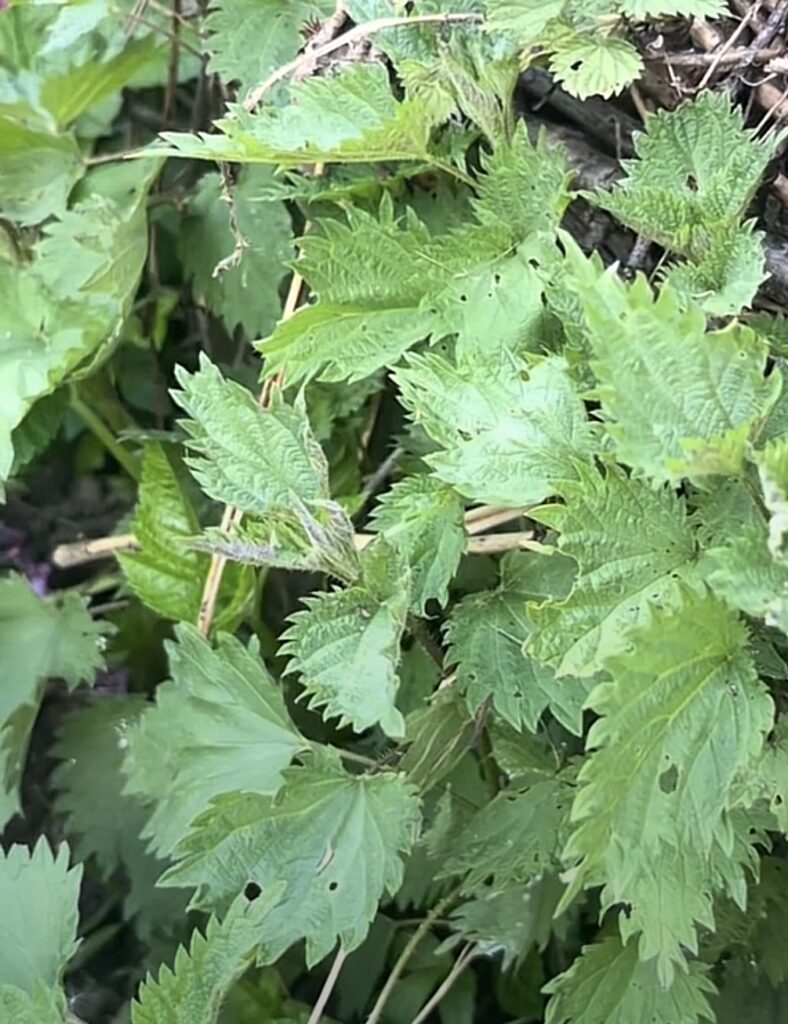 Brennnessel mit grünen gezähnten Blättern im Garten