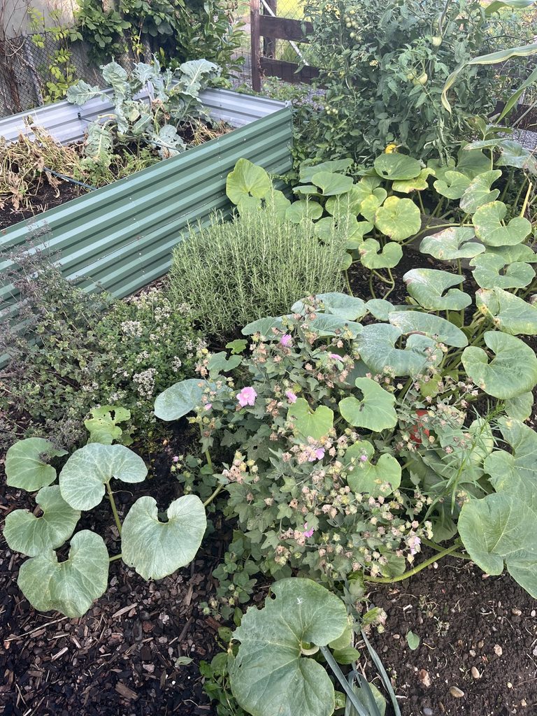 Kürbispflanze breitet sich zwischen Kräutern und Gemüse im Garten aus