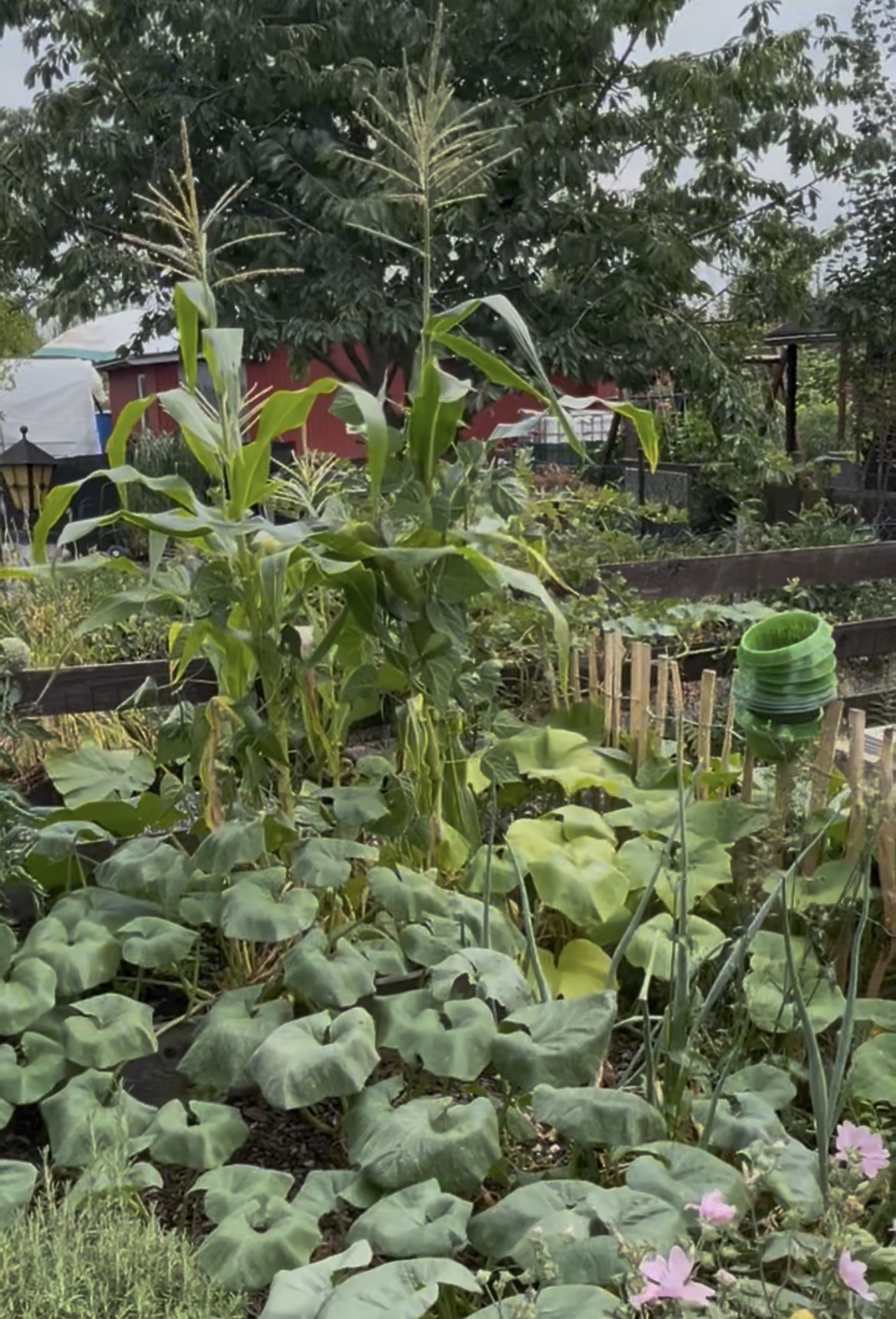 Milpa im Kleingarten mit Mais, Bohnen und großflächig wachsendem Kürbis